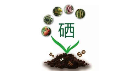 你以為只有病人才會(huì)補(bǔ)硒嗎?健康的人也需要補(bǔ)硒