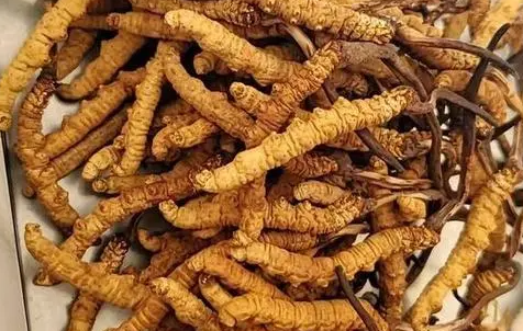 冬蟲夏草那么多種吃法，哪種才能發(fā)揮作用？