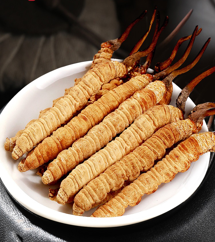 冬蟲(chóng)夏草還能提高免疫力？一起來(lái)看看它的奧秘